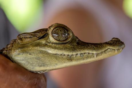 Con Leticia completamos la triple frontera Con Leticia completamos la triple frontera