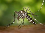 mosquito transmisor Zika, detectado Madrid