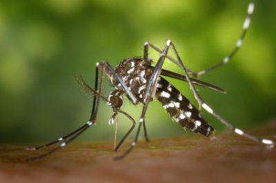 El mosquito transmisor del Zika, detectado en Madrid
