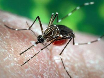 El mosquito transmisor del Zika, detectado en Madrid
