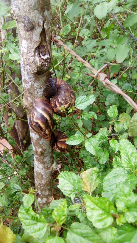 Reaparecen los Caracoles Gigantes Africanos en Cuba Reaparecen los Caracoles Gigantes Africanos en Cuba