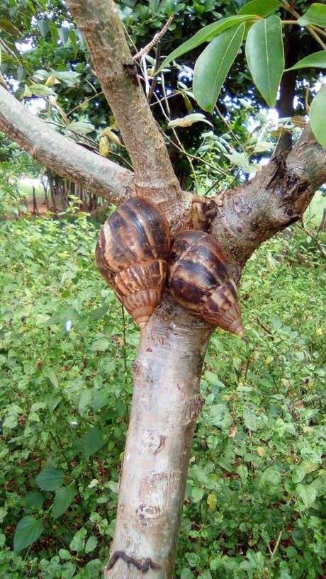 Reaparecen los Caracoles Gigantes Africanos en Cuba Reaparecen los Caracoles Gigantes Africanos en Cuba