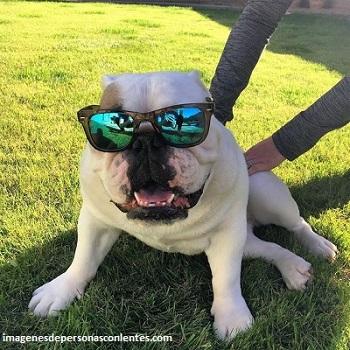 perro bulldog con lentes chistosos