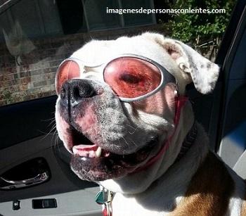 perro bulldog con lentes animales