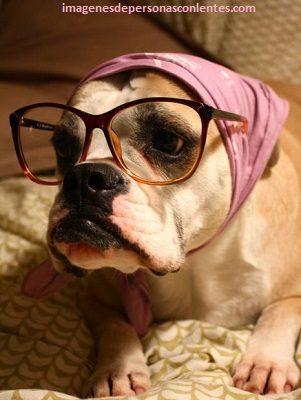 perro bulldog con lentes graciosas