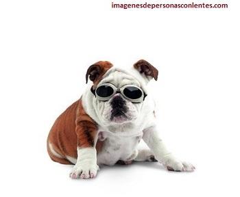 perro bulldog con lentes proteccion