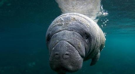 Hay un animal que nada tirando gases 10-datos-curiossos-sobre-los-traseros-que-no-sabias