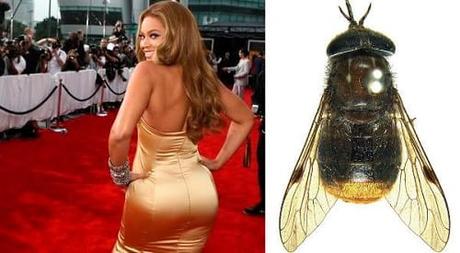 Hay una mosca que recibió el nombre de Beyonce en honor a su trasero 10-datos-curiossos-sobre-los-traseros-que-no-sabias