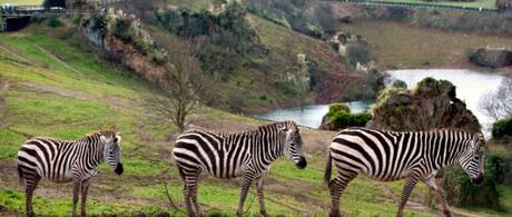 Parque de Cabárceno