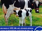 Gore lima promueve mejora genética ganado vacuno…