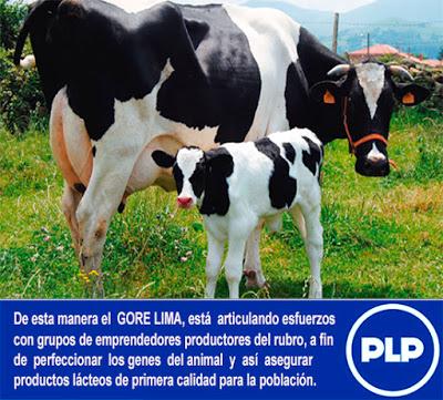 GORE LIMA PROMUEVE MEJORA GENÉTICA DEL GANADO VACUNO…