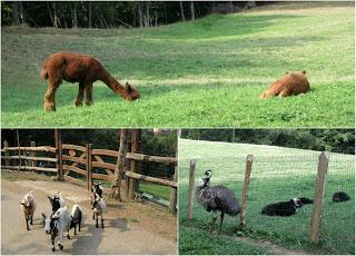 Cortes-Pena Ruea (Peña Rueda)-Lindes