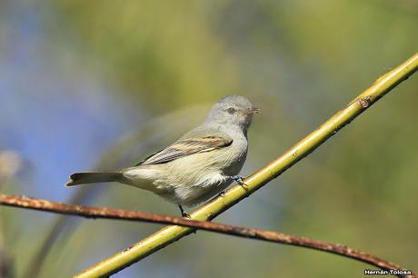 Piojito silbón (Camptostoma obsoletum)