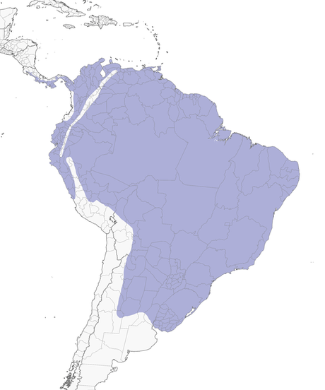 Piojito silbón (Camptostoma obsoletum)