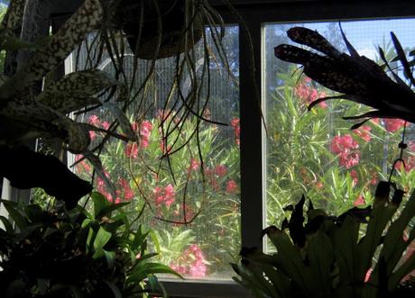 Il Venerdí di Photosatriani N. 131