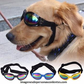 gafas de sol para perros grandes modelos