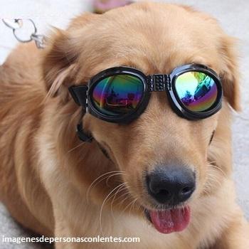 gafas de sol para perros grandes ciegos