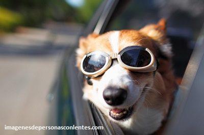 gafas de sol para perros grandes auto