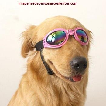 gafas de sol para perros grandes golden