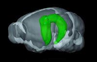 Papel del Hipocampo en las Redes Cerebrales Complejas