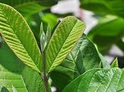 Beneficios para salud guayabo manzana