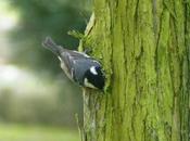 Carbonero garrapinos, especie irruptiva