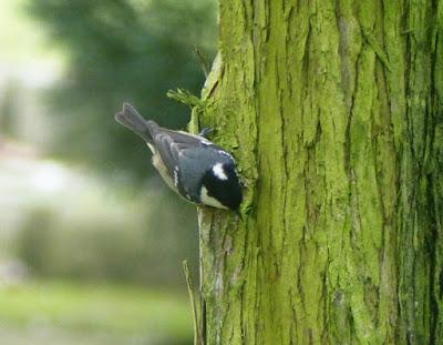 Carbonero garrapinos, especie irruptiva