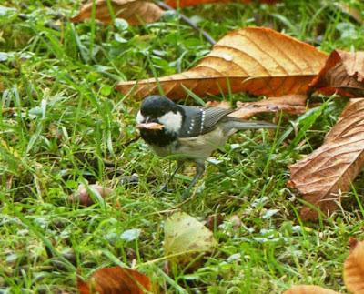 Carbonero garrapinos, especie irruptiva