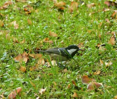 Carbonero garrapinos, especie irruptiva