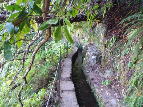 Madeira para celebrar los 40!