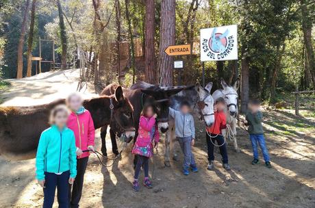 Ven a buscar Tions de Navidad en el bosque mágico de Rukimon