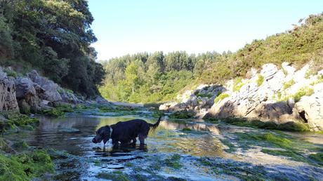 Pría con perro: Bufones, playa de Guadamía, la ruta del puente medieval y dónde comer.