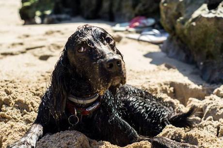 Pría con perro: Bufones, playa de Guadamía, la ruta del puente medieval y dónde comer.