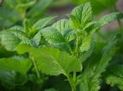 Hierbabuena Beneficios Salud, Recetas Ayudaran Vida