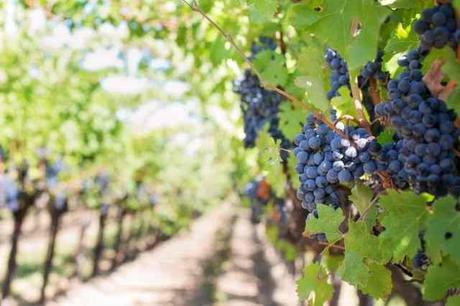 Vinos Tempranillo: Sus variedades y características