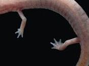 Salamandra cuevas