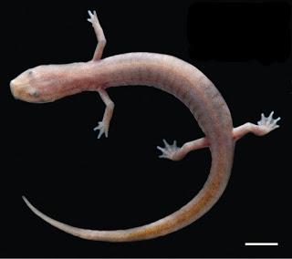 Salamandra de cuevas