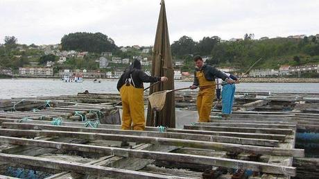 Mejillones Gallegos con Vinagreta