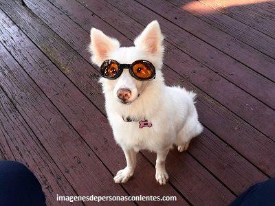 protector solar para perros albinos blancos