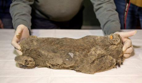 Descubren un león de hace 55.000 años en tan buen estado que los científicos creen que su especie se podría clonar