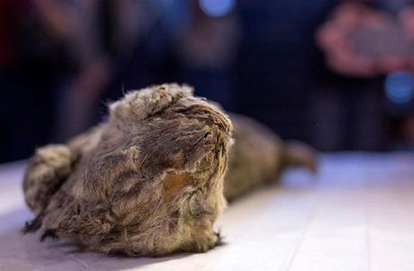 Descubren un león de hace 55.000 años en tan buen estado que los científicos creen que su especie se podría clonar