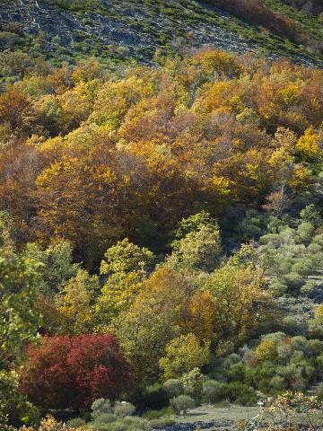 CONCURSO FOTOGRÁFICO JORNADAS MICOLÓGICAS DE SIGÜENZA