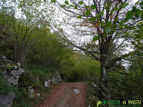 Bosque camino a la Xamoca por debajo de Llagos