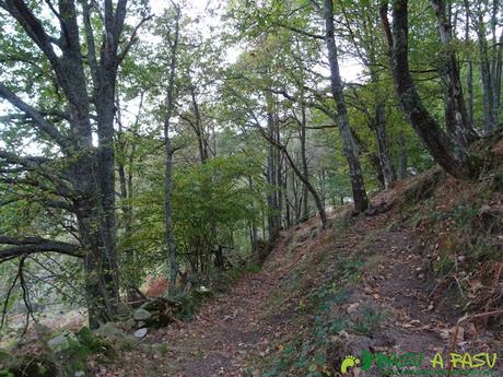 Bosque camino a Campiellos