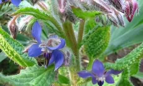 foto planta Borraja flores