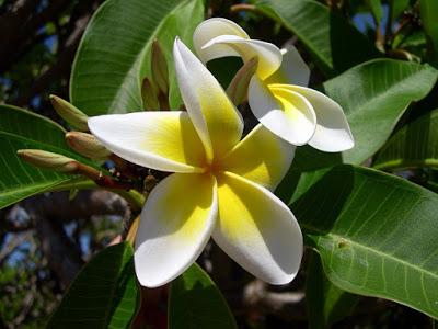 Plumeria