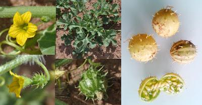 Cucumis myriocarpus en Villena