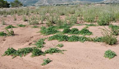 Cucumis myriocarpus en Villena