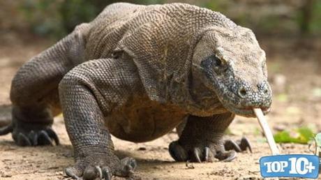 Dragón de Komodo-entre-los-animales-que-no-sabias-que-eran-venenosos