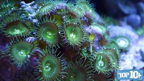  Coral-entre-los-animales-que-no-sabias-que-eran-venenosos